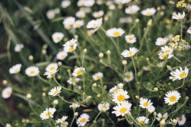 yeşil sahada kokulu beyaz papatya büyümek