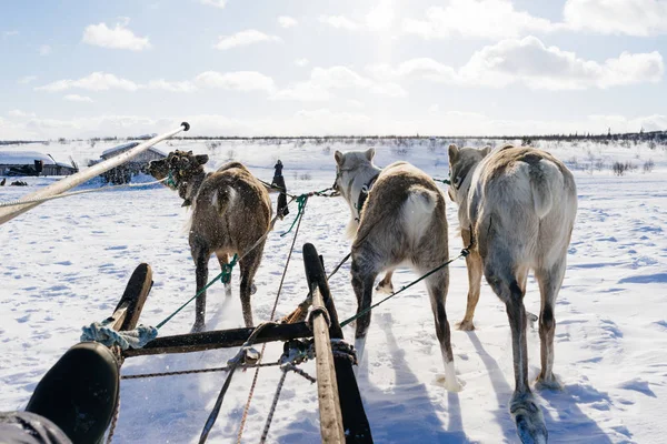На далекій холодній півночі білі санчата їздять на санях з оленями — стокове фото