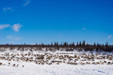 karla kaplı alan arka planı geyik sürüsü