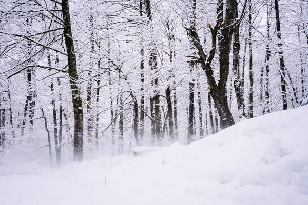 寒冷天气下的冬季雪林 — 图库照片
