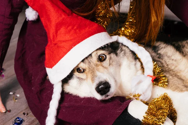 一只戴着圣诞帽子的狗落在一个女人的手上 — 图库照片