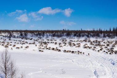 güneşli bir günde bir karla kaplı alanın arka planı geyik sürüsü