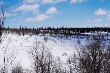 kar alan orman çerçevede bir geyik sürüsü