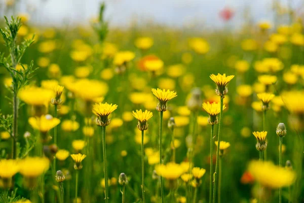Gele mooie kleine bloemen op een groene achtergrond — Stockfoto