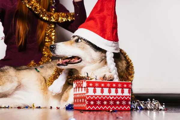 Собака в рождественской шляпе лежит на руках женщины на фоне подарков — стоковое фото