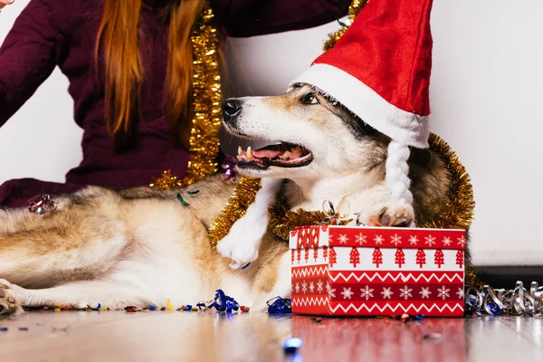 一只戴着圣诞帽子的狗躺在礼物的背景上 — 图库照片