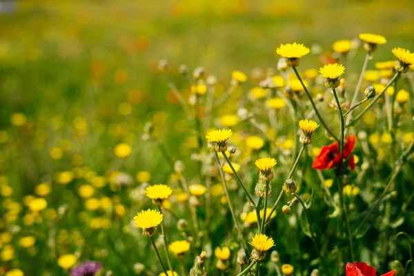 Jaune belles fleurs sur un fond de champ — Photo