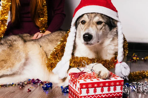 Un chien dans une casquette du Nouvel An se trouve sur le fond de cadeaux — Photo