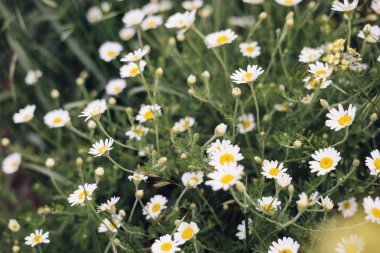 yeşil alan beyaz güzel papatyalar