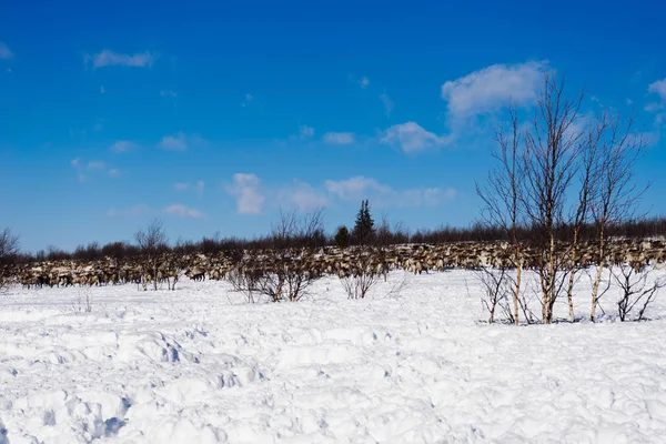 Uma enorme manada de veados na estepe coberta de neve — Fotografia de Stock