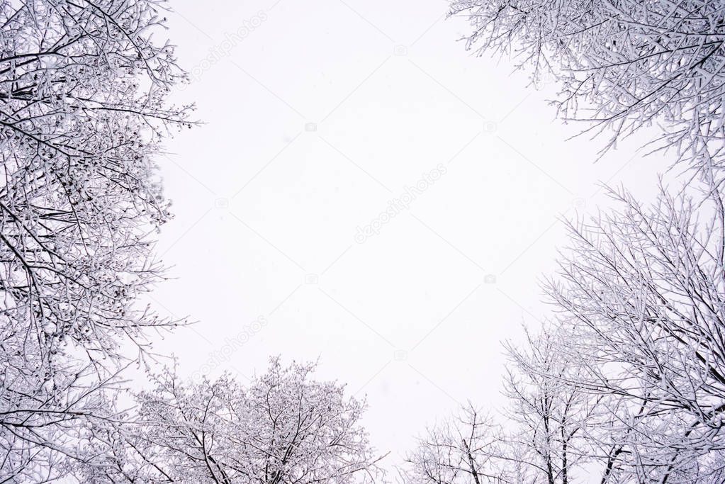 snow-covered tree branches against the sky