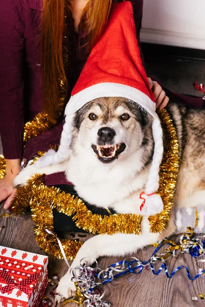 Le chien dans le chapeau du Nouvel An est impatient avec colère — Photo