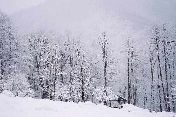 Havas téli erdő egy hideg nap — Stock Fotó