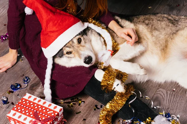 Un chien dans un chapeau de Noël repose sur les mains d'une femme — Photo