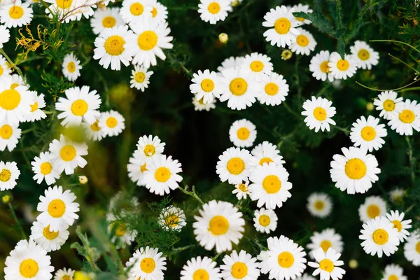 Feld schöner weißer Gänseblümchen auf grünem Hintergrund — Stockfoto