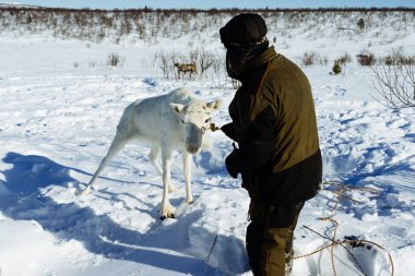 karla kaplı alan arka plan üzerinde beyaz buzağı