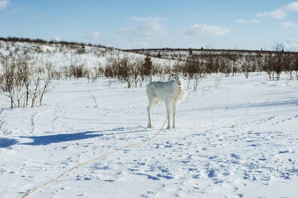 En liten kalv i bakgrunden på ett snötäckt fält i skogen — Stockfoto