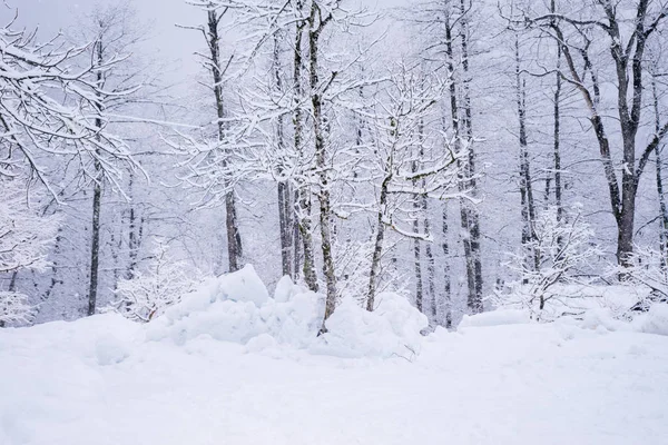 Hóval borított faágak egy téli napon — Stock Fotó