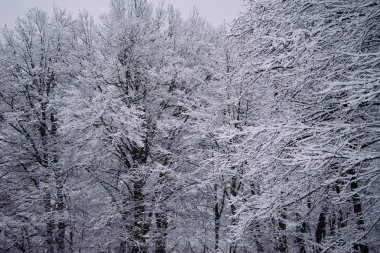Bir kış günü karla kaplı ağaç dalları