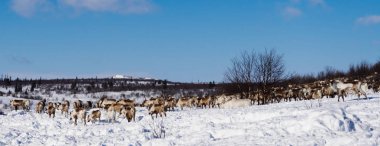 çok soğuk kuzeyde mavi gökyüzünün altında vahşi geyik sürüsü karla kaplı beyaz alanı izleyen.