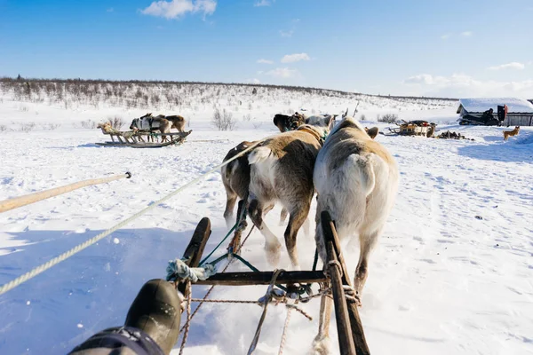 Di utara, naik di atas salju putih adalah tim dengan rusa — Stok Foto