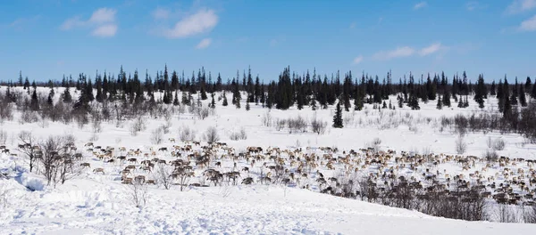 На далекій холодній півночі, над білим засніженим полем, біжить стадо диких оленів — стокове фото
