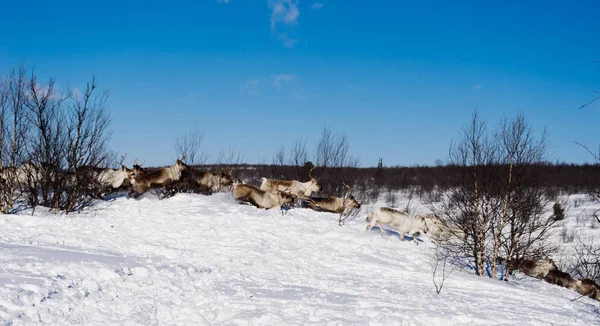 На далекій холодній півночі білі олені проходять через дикий сніг — стокове фото