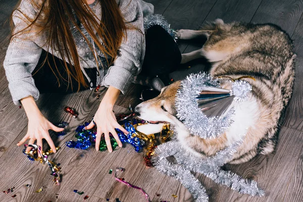 The dog in the festive cap lies on the floor — Stock Photo, Image