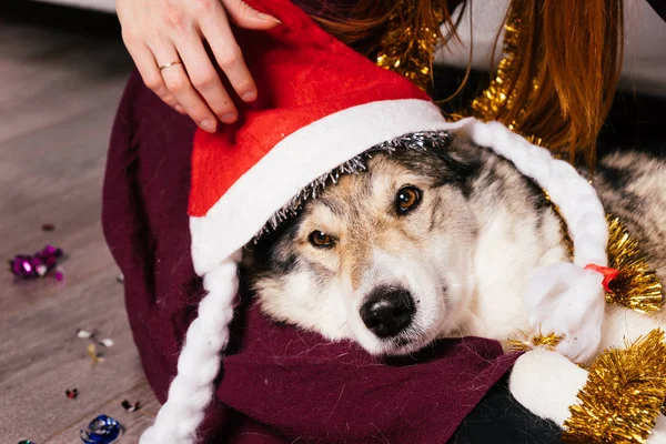 The dog in the New Year 's cap rests on the hands of a woman — стоковое фото