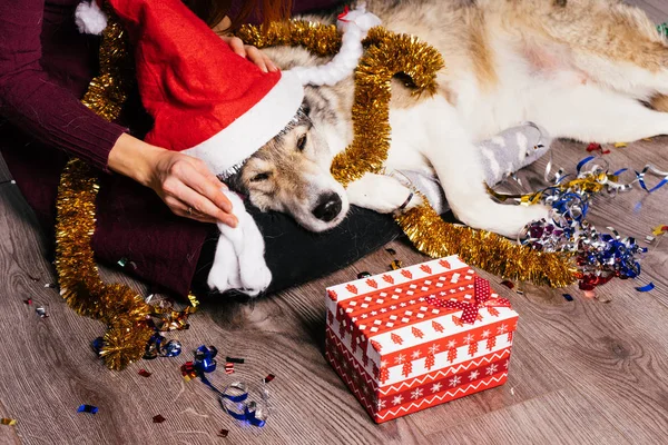 Собака в рождественской шапке лежит на фоне подарков — стоковое фото