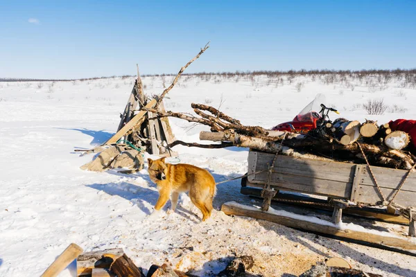 Στο Βορρά, σε λευκό πεδίο καλυμμένα με χιόνι υπάρχουν έλκηθρα και καυσόξυλα, στέκεται ένας σκύλος, μια φύση χειμώνα — Φωτογραφία Αρχείου
