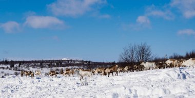 bir sürü geyik otlatmak karla kaplı çorak