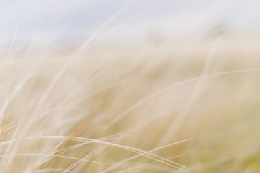 açık alandaki küçük beyaz spikelets