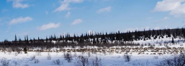 En flock hjortar går igenom ett snötäckt fält — Stockfoto