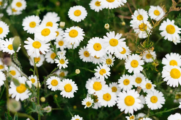 Weiße schöne Gänseblümchen auf einem Hintergrund von grünem Feld — Stockfoto