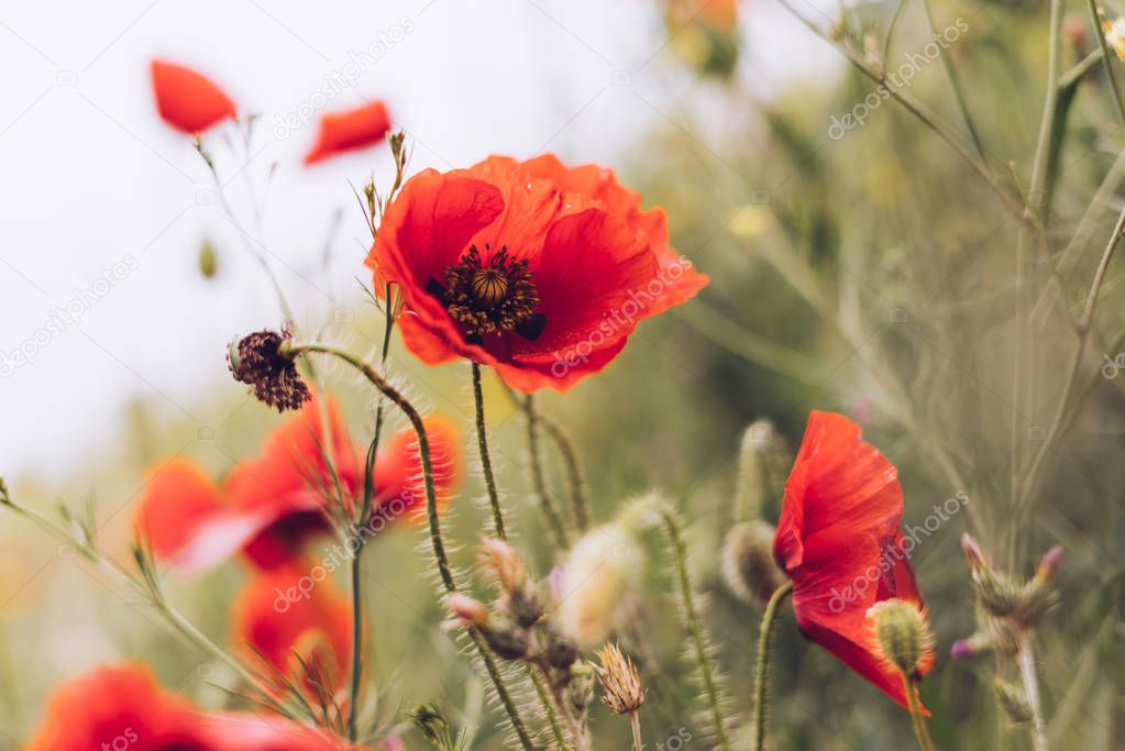 red poppy flowers on a background of a green field