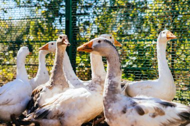 doğa arka plan üzerinde beyaz kaz sürüsü