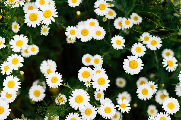 Schöne Blüten weißer Gänseblümchen auf grünem Feld — Stockfoto