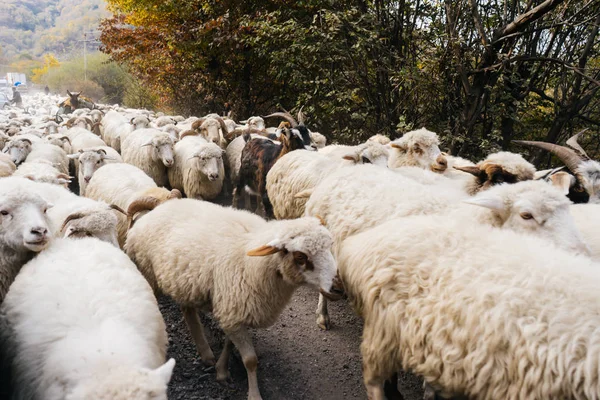 On the forest road there is a herd of white sheep, to the farm — Stock Photo, Image