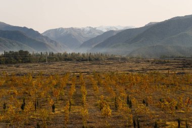 ilham verici doğa, görkemli dağlar, sonsuz sarı alanlar