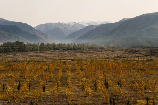 Inspiring nature, majestic mountains, endless yellow fields — Stock Photo, Image