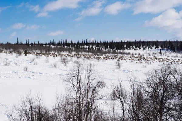 En el extremo norte frío, una manada de ciervos salvajes, un cielo azul, está corriendo a través del campo cubierto de nieve —  Fotos de Stock