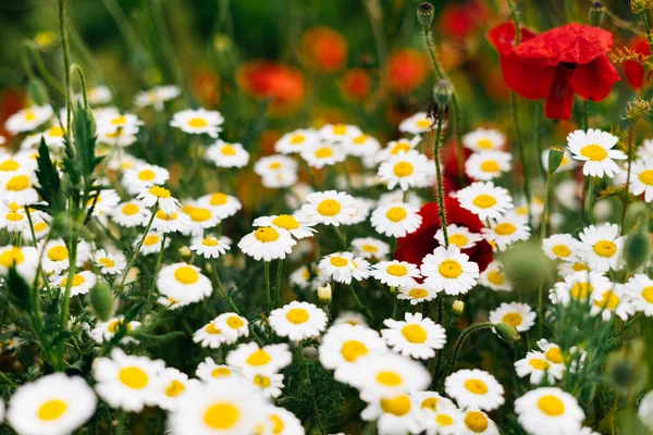 En el campo verde sin fin crecen fragantes margaritas blancas y flores rojas — Foto de Stock