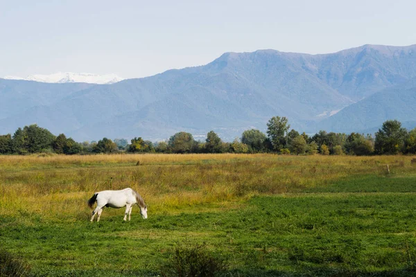 Волшебная природа, величественные горы и безграничные зеленые луга, лошадь пасется — стоковое фото