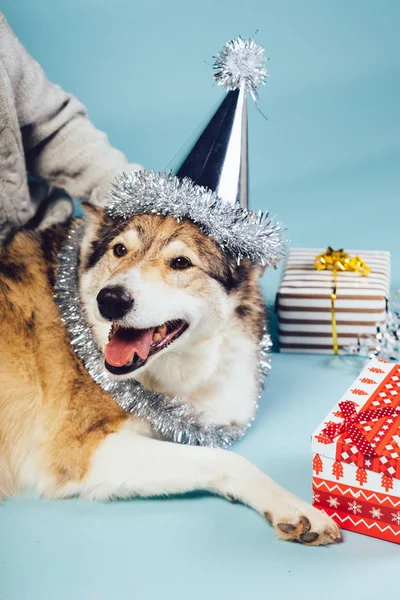 Güzel bir büyük köpek şenlikli bir kap, bir yılbaşı atmosfer ve tinsel bir sürü yerde oturur — Stok fotoğraf