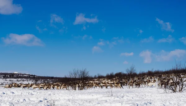 No extremo norte frio, uma manada de veados selvagens, correndo sob um céu azul, segue um campo branco coberto de neve — Fotografia de Stock