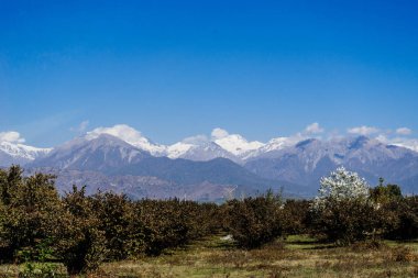 karla kaplı dağlar zemin karşı yeşil orman