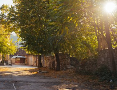 ağaçlar güneşli bir arka sokakta