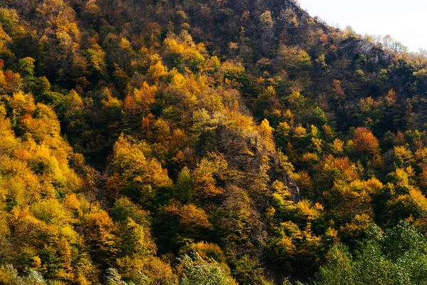 Natureza encantadora e paisagem, as encostas da montanha são cobertas com árvores verdes e plantas — Fotografia de Stock
