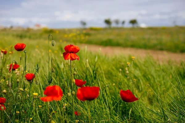 Magic nature, on the boundless green field grow fragrant red flowers — Stock Photo, Image